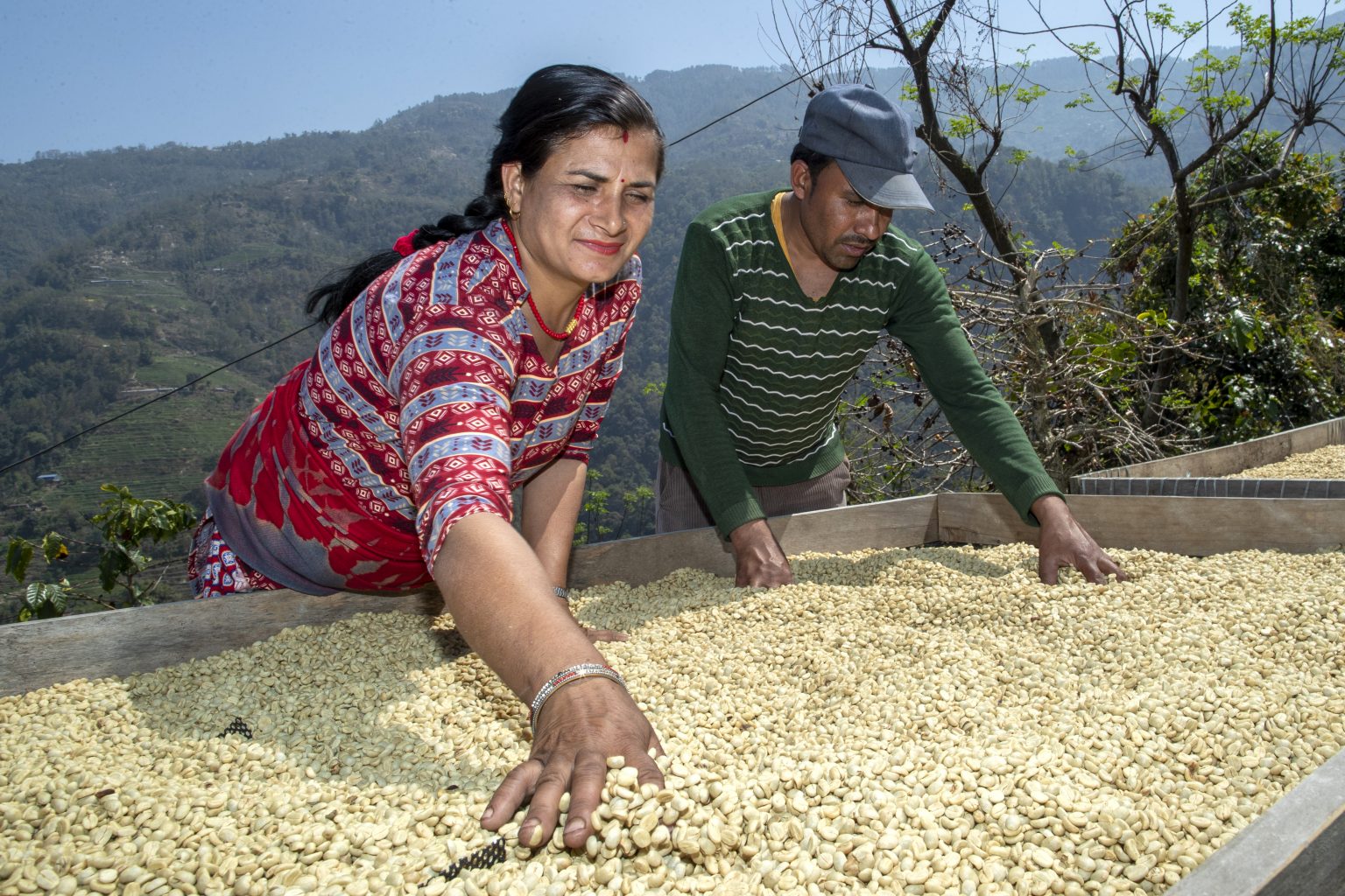 Nepal Coffee Estate in the hills of Nuwakot